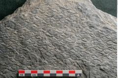 Foto (Detailansicht) von Lepidodendron aculeatum St. (NHMW-GEO-2024-0188-11024)